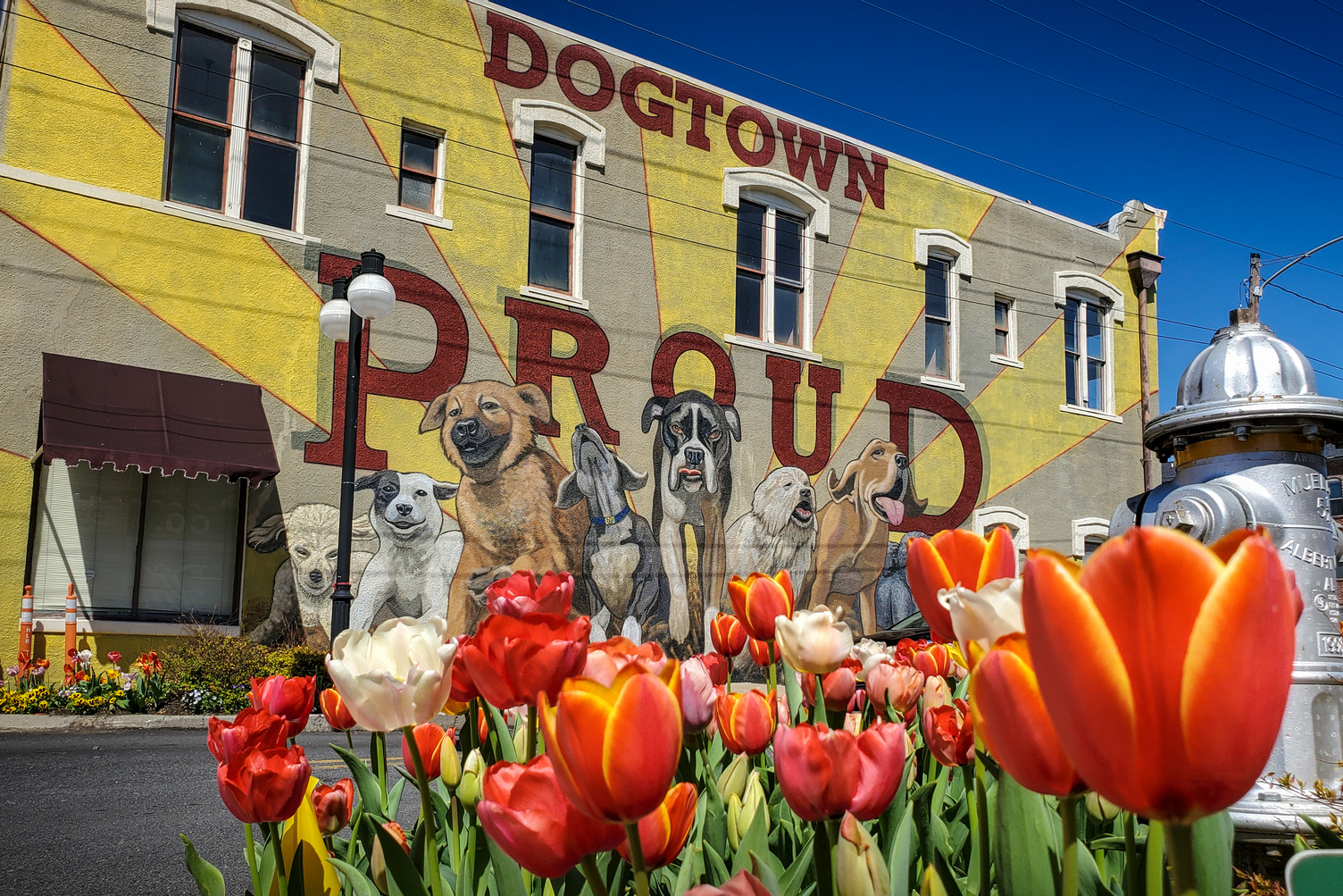 Argenta Tulips North Little Rock
