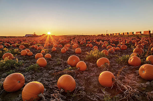 Pumpkin field